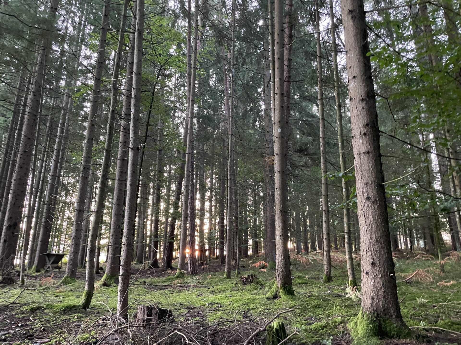 Waldbaden in der Kräuterlei am Wörthersee, Foto Anita Arneitz