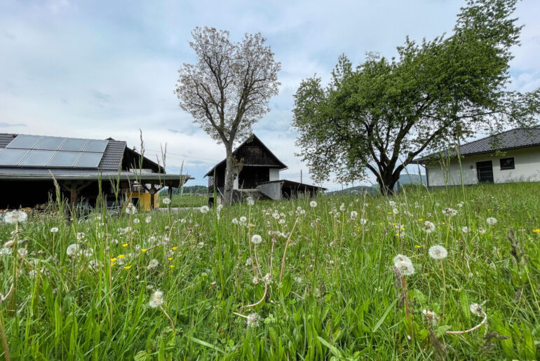 Biodiversität, Kräuterlei am Wörthersee