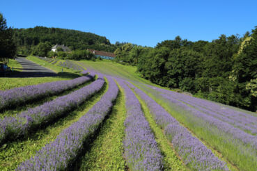 Lavendelfeld Steiermark Lavendel anbauen