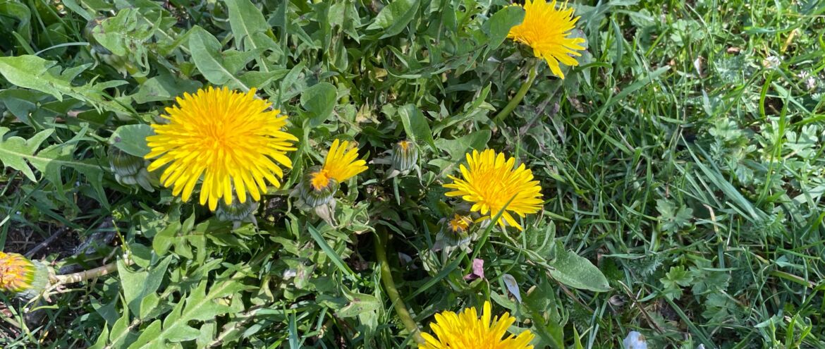 Löwenzahn gegen Heißhunger: So besiegst du die Lust auf Süßes